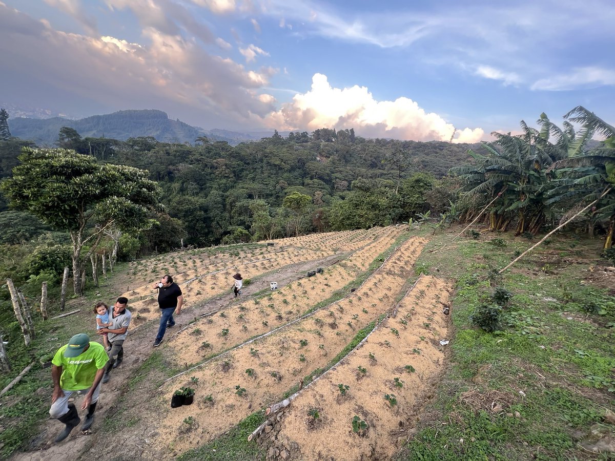 🌱 Usar productos orgánicos en la fertilización y protección de cultivos de fresa mejora la salud del suelo, fortalece las plantas, reduce residuos químicos y produce frutos más sanos y de mejor calidad. #Fresa #AgriculturaOrgánica #Sostenibilidad