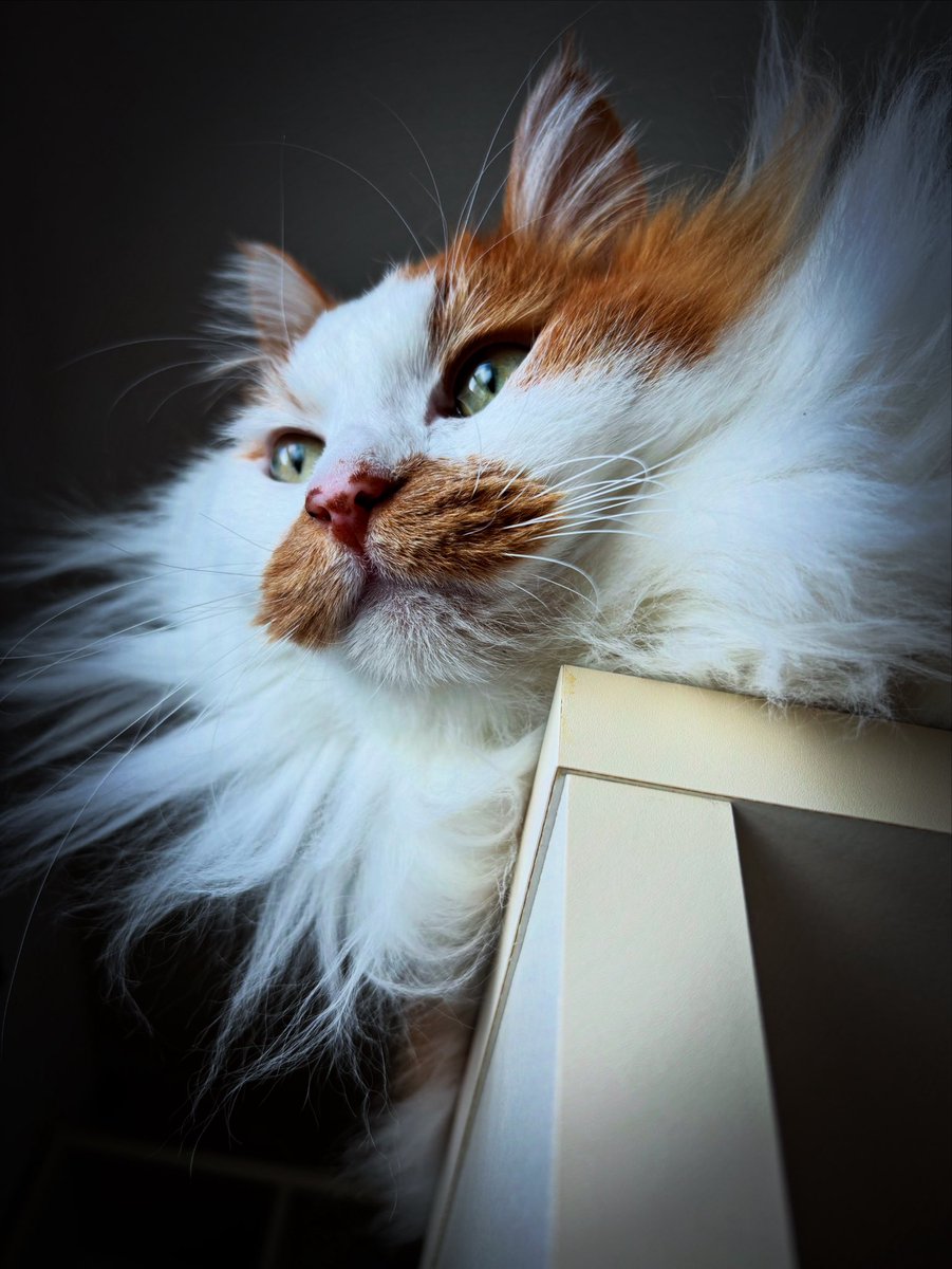 ノイ (@neu21786269) / Posts / X