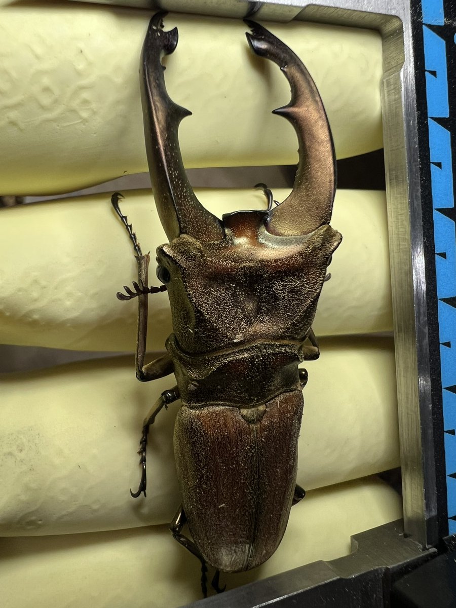 ama chan (@amachan18387914) / Posts / X