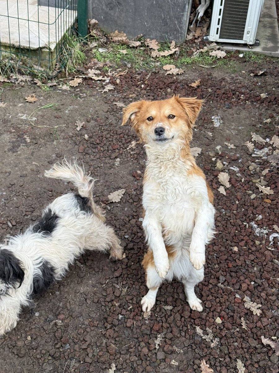 Sadece 6 kilo, dişi, gercekten cok zeki, oyuncu, hareketli, 1 yaşında #köpek #yuva arıyor.
Yer: İstanbul Çekmeköy
İnstagram: elifsnel

<a href="/patiarkadas/">Pati Arkadaş</a> <a href="/pittyperest/">Pitperest</a> <a href="/bendogurdum/">🪼Denizanası 🪼</a> <a href="/nesliko/">Neslihan</a> <a href="/pelincini/">pelincini</a>