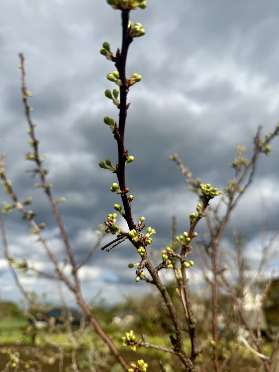 寒波が去り、新芽が出てきた