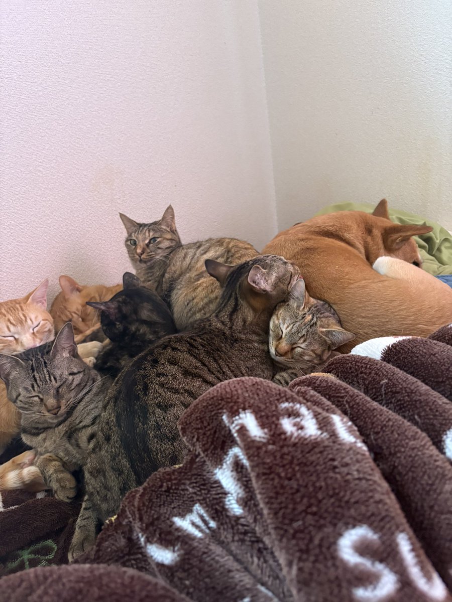 ピーク tweet media