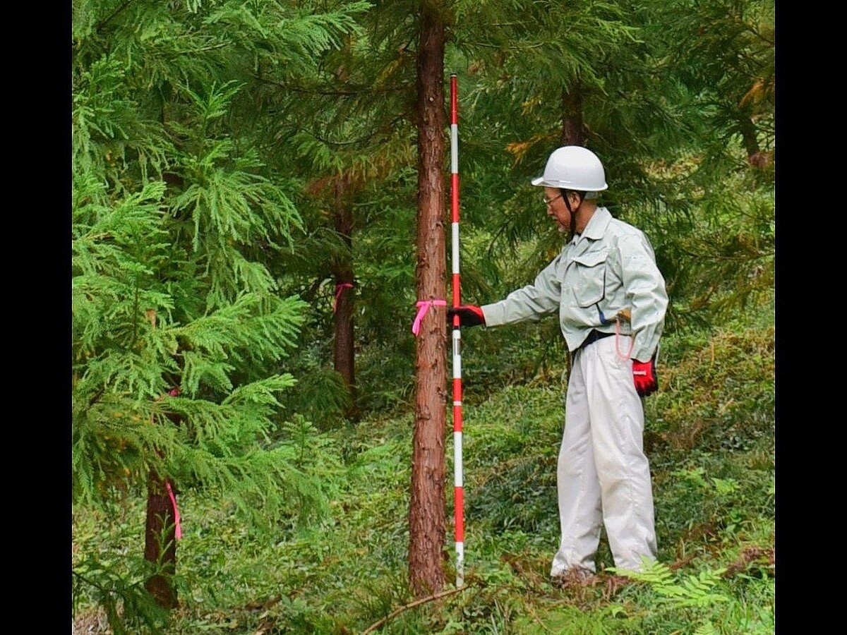 【量産へ】花粉症患者の救世主となるか…花粉ゼロのスギ「心晴れ不稔1号」が誕生！
news.livedoor.com/article/detail…

心晴れ不稔1号から培養された苗木を植えていけば、花粉の飛散量は大幅に減少することになると期待されている。誕生のきっかけは1992年に偶然、無花粉のスギが見つかったことだという。