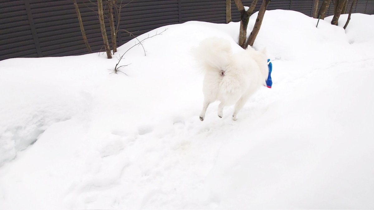 ミケ (@m30397063i) / Posts / X