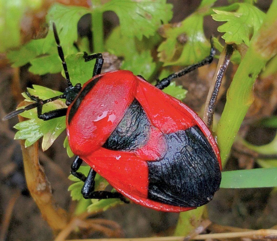 The_MayaXplores's tweet image. Show me Red, because it's Valentine's week. ❤️ 🐞

#insects #NaturePhotography 
#The_MayaXplores