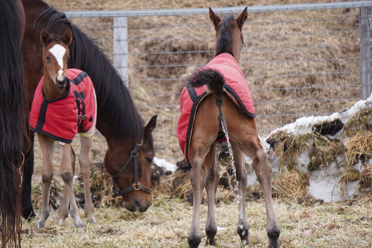 おしっこしてるちびみてるちび