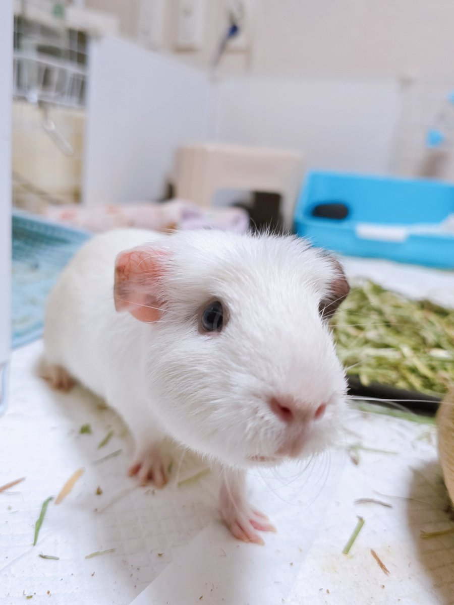 맛난 거 먹을 때 빨개지는 심슨의 귀