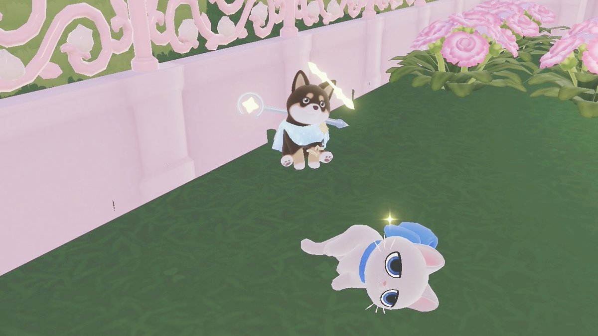 レアらしい青眼白猫ちゃんお迎えしました🐈‍⬛ ルイくんです♡早速ゾル