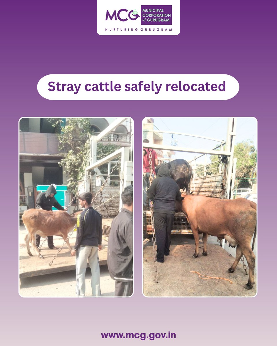 MunCorpGurugram's tweet photo. MCG teams are actively relocating stray cattle from roads to prevent accidents and ensure safety for both commuters and animals.
#MCG #Gurgaon #Gurugram #MissionStrayCattleFreeGurugram #SafeRoads #TrafficSafety #StrayCattleRelocation #AnimalWelfare #HumaneRelocation #AnimalCare #UrbanSanitation #CommunitySafety #ResponsibleCitizens #PublicSafety #CleanCity #CattleCare #RelocationDrive #RoadSafety #SustainableCities
@MoHUA_India @YTKDIndia @SwachhBharatGov @SwachhBharat @MoHUA_India @MoJSDDWS @cmohry @NayabSainiBJP @Rao_InderjitS @VipulGoelBJP @csharyana @DiprHaryana @PradeepIAS_HR @OfficialGMDA @CPCB_OFFICIAL @CAQM_Official