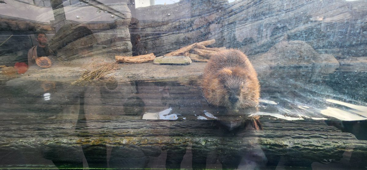 仙台うみの杜水族館の記念メダルです☺ ビーバー可愛すぎ👼 #記念