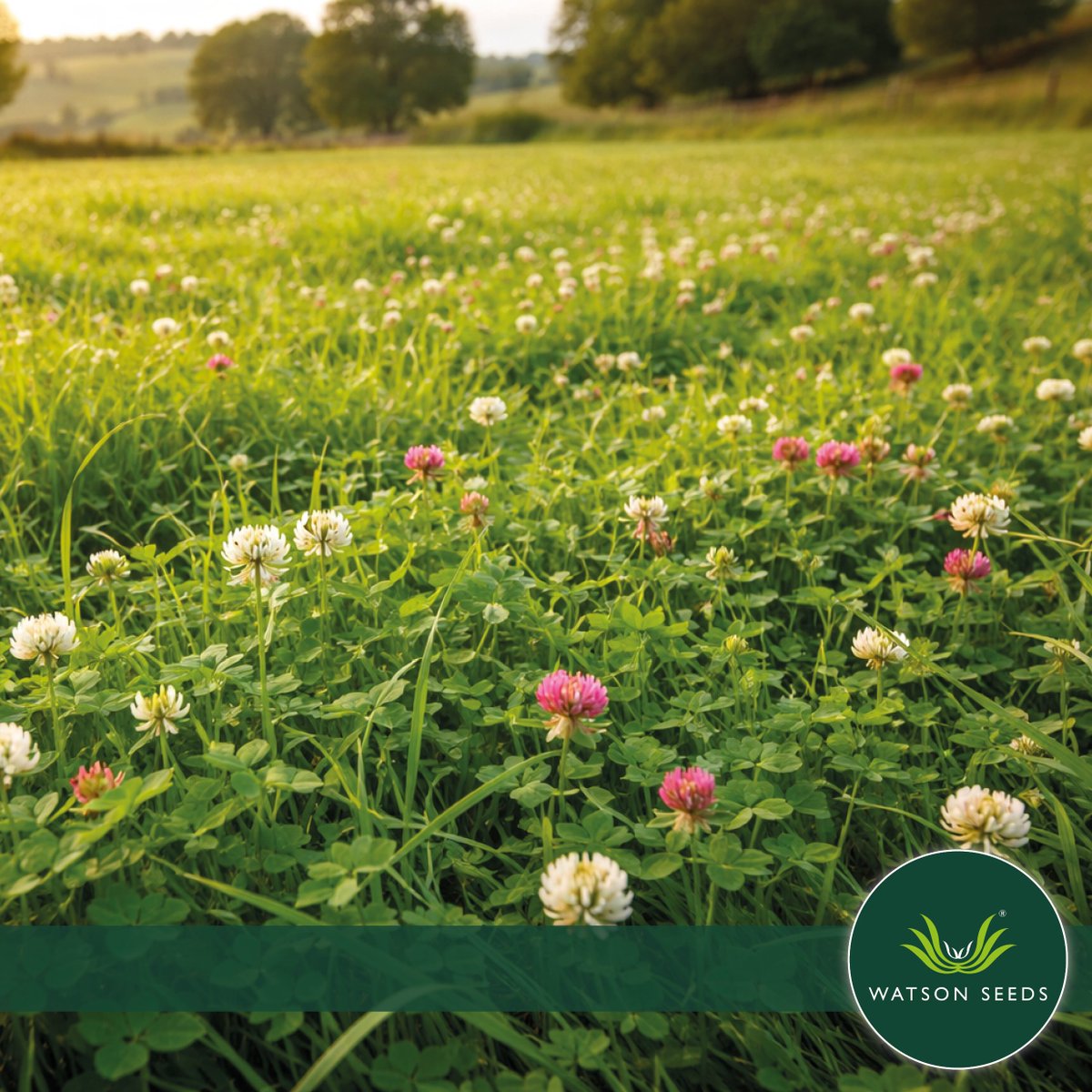 Watson Seeds tweet media