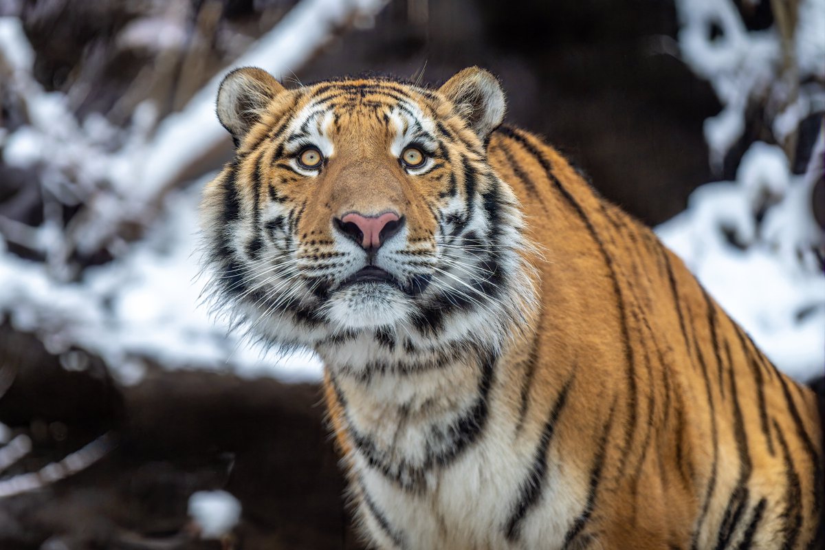 vanity_temple's tweet image. ｼﾞｰ
ﾍﾟﾛ