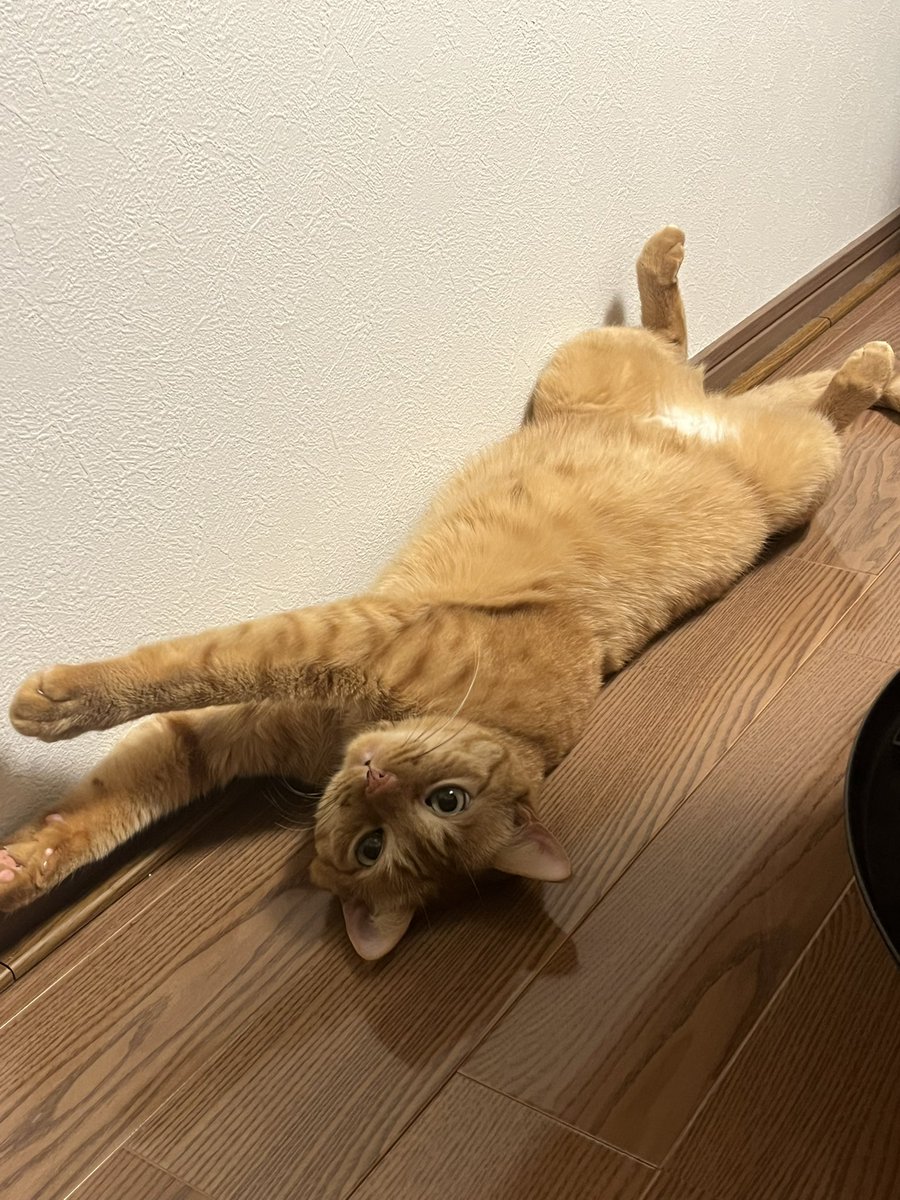 ジャガーノートさんは野生を捨てています