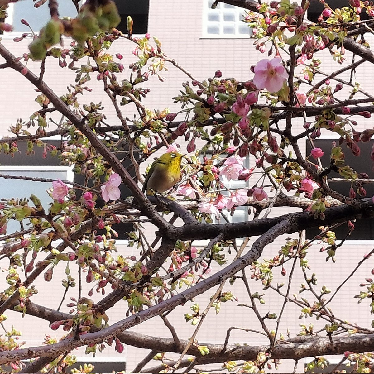oyuminn's tweet photo. 早咲きの🌸桜🌸
メジロが嬉しそうに飛び回っていました😊 https://t.co/FwS1RI91QA
