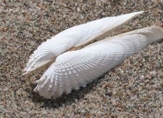 this shell looks like angel wings