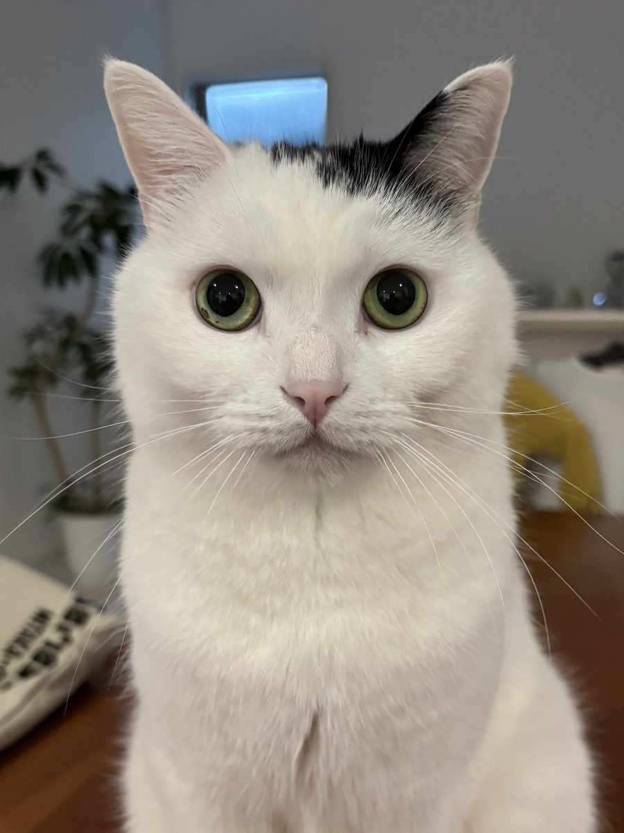 takeru0321neko's tweet image. 証明写真