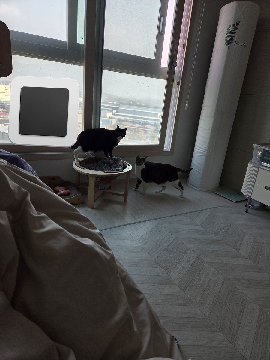 쿠션 빠느라고 치웠더니 믿을 수 없는 현실에 괜히 냄새맡고 어매만 쳐다보는 중