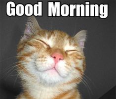 WebGuyNG's tweet image. Good Morning Mutuals 🌟
May today be kind to us all.

Mutuals, drop a like if you're up!✨