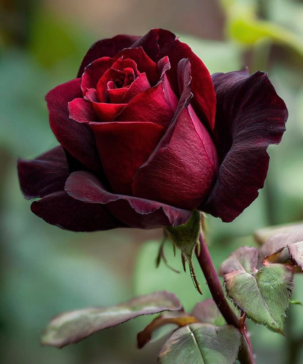 Good afternoon dear friend and family members