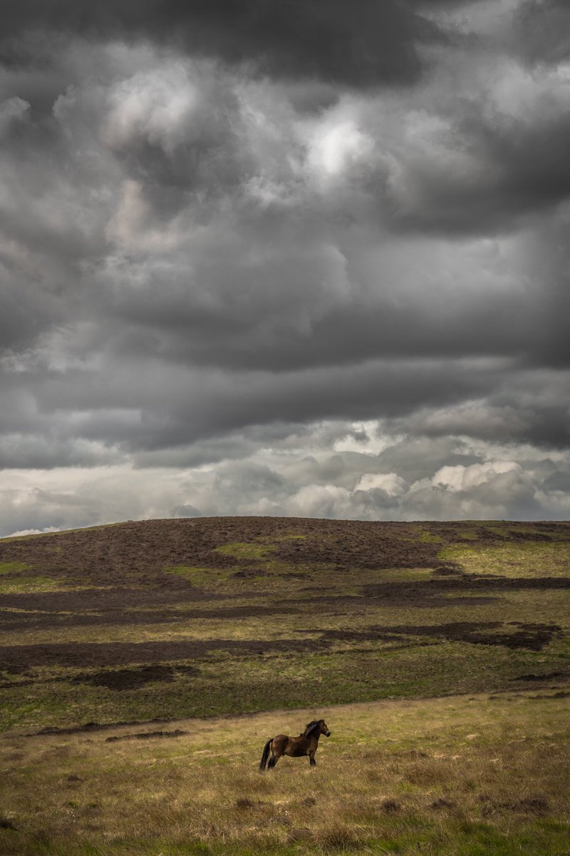 jimscottphoto's tweet photo. Lone pony on Northumberland moors. https://t.co/GaPl9UBHuR