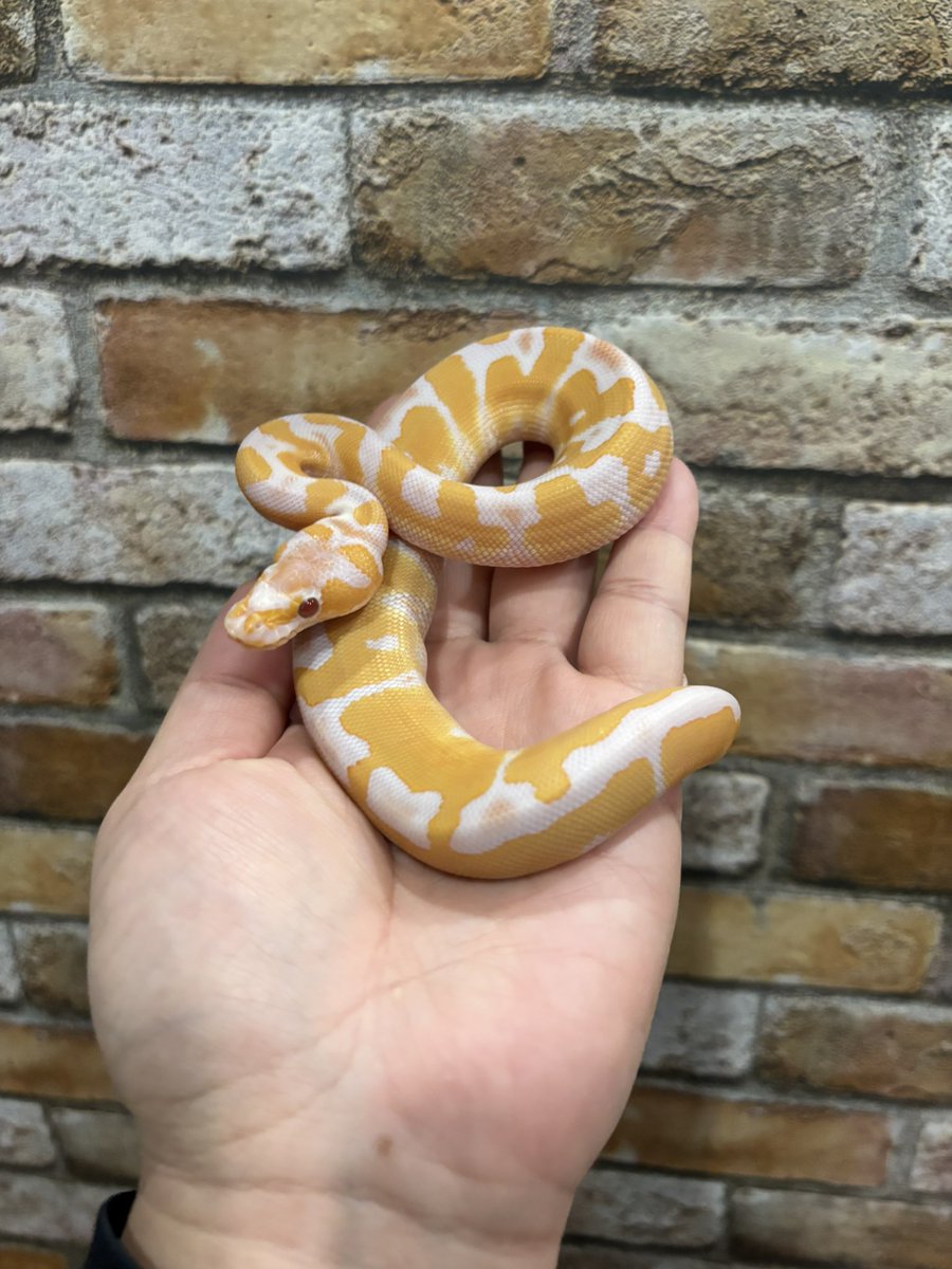 沢山ボールパイソンいます🐍
参考程度にご紹介します。
ブラックピューターファイアバッドマン♀
レオパードスポットノーズエンチDHETクラウンゴースト50%キャラメル♀
ピューターYBパイ♀
グレイル♂
鹿児島JHにこの他のボールも沢山連れて行きます🐍
#Foster
#鹿児島JH