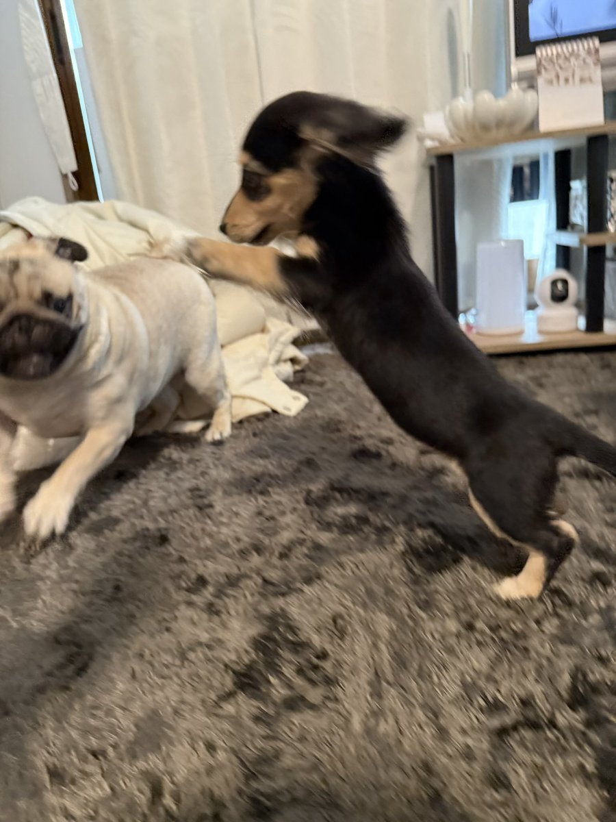 パグのもろみ tweet media