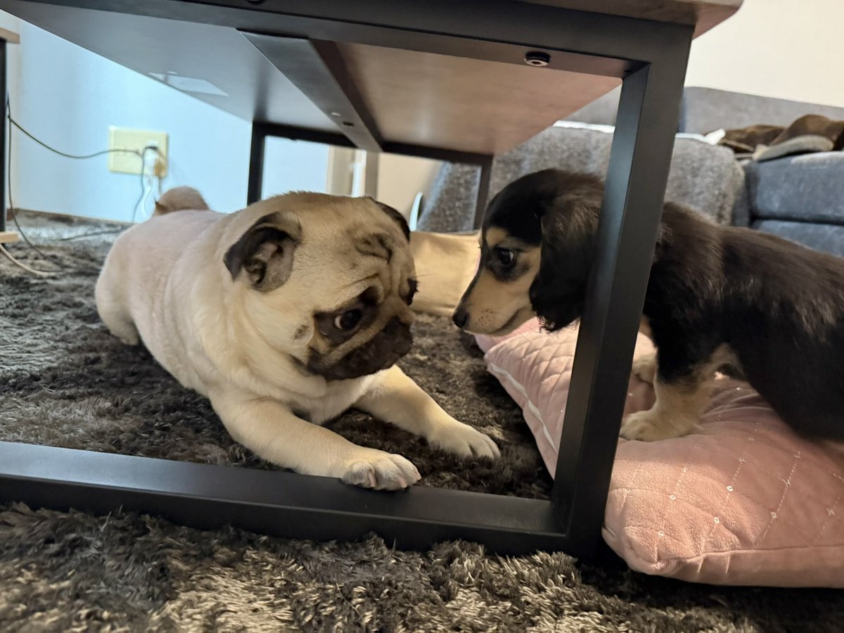 パグのもろみ tweet media