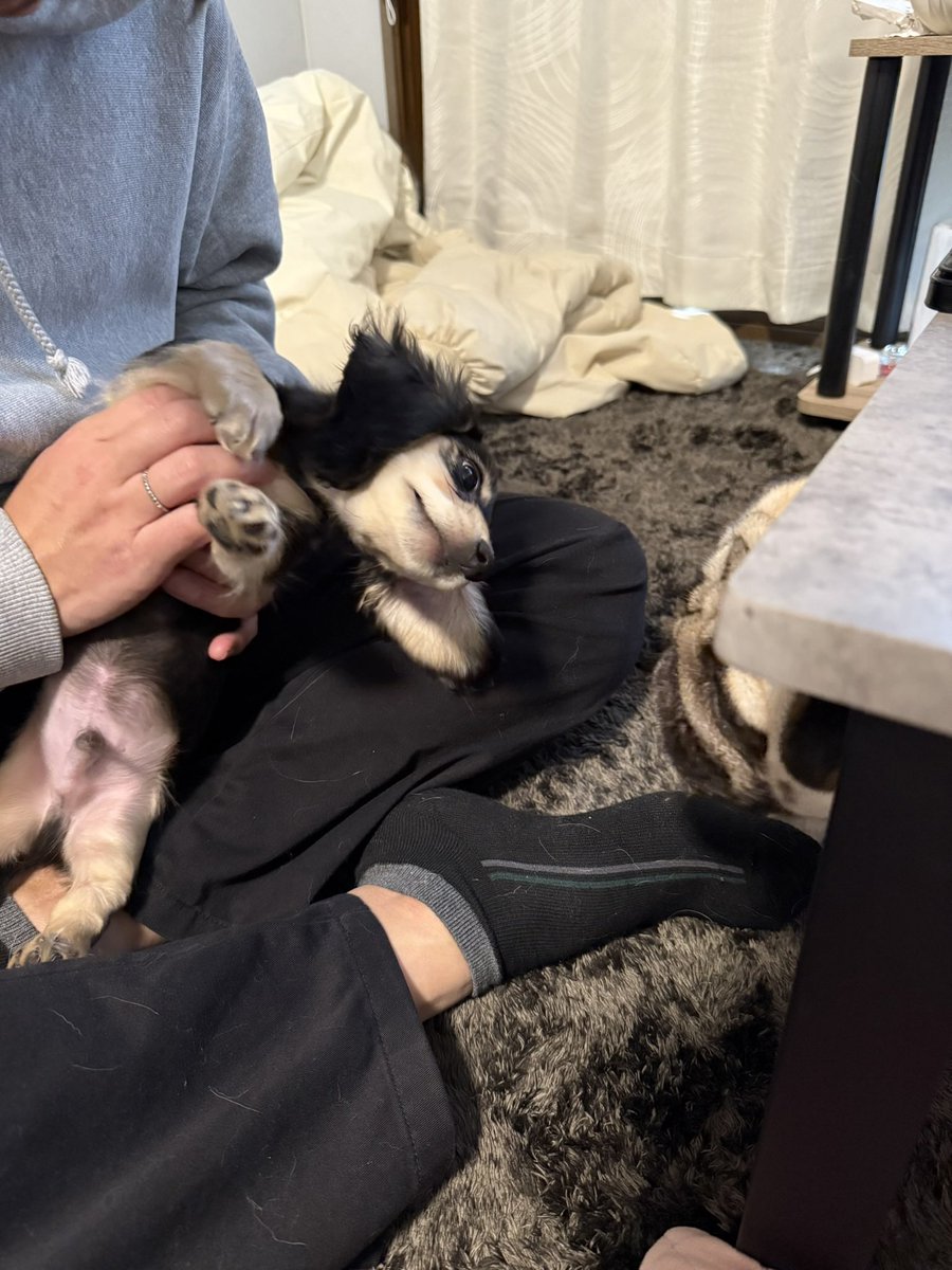 パグのもろみ tweet media