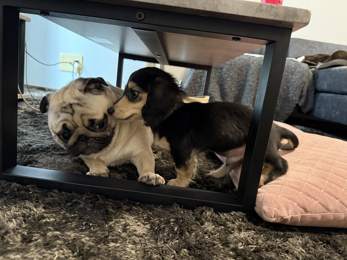 パグのもろみ tweet media