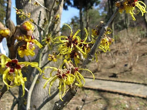 ★まこんち本日2/11(水㊗️)17時open
★ 13(金)14(土)お休み
誕生花は『マンサク(万作)』、花言葉は「神秘/直感」(ラジオ深夜便より)です。お誕生日の方おめでとうございます🎊🎉🎊。まこんち17時開店です。お待ちしております🙇‍♀️。