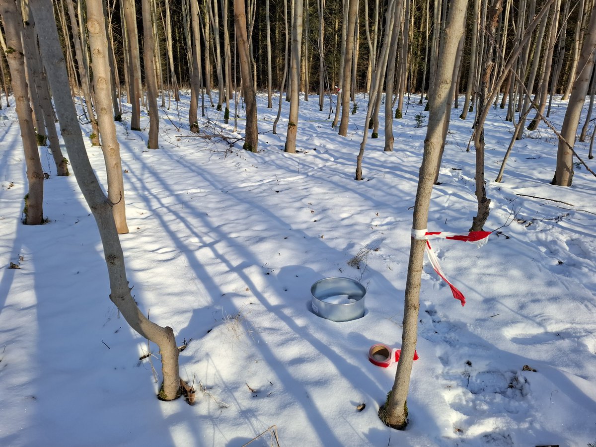 soilbon_foodweb's tweet photo. The extended 🇩🇪🌳 site of our EU-scale #ERC #CarbonWeb project is up and running!
We’ve already completed 5 sampling campaigns for #soil #CO2 and 3 for #nematodes 🪱 in 2026.
Excited to see the first #isotope results soon!
@ERC_Research
@Andrey_G_Zuev
@godemelie https://t.co/79dA4QoIqa