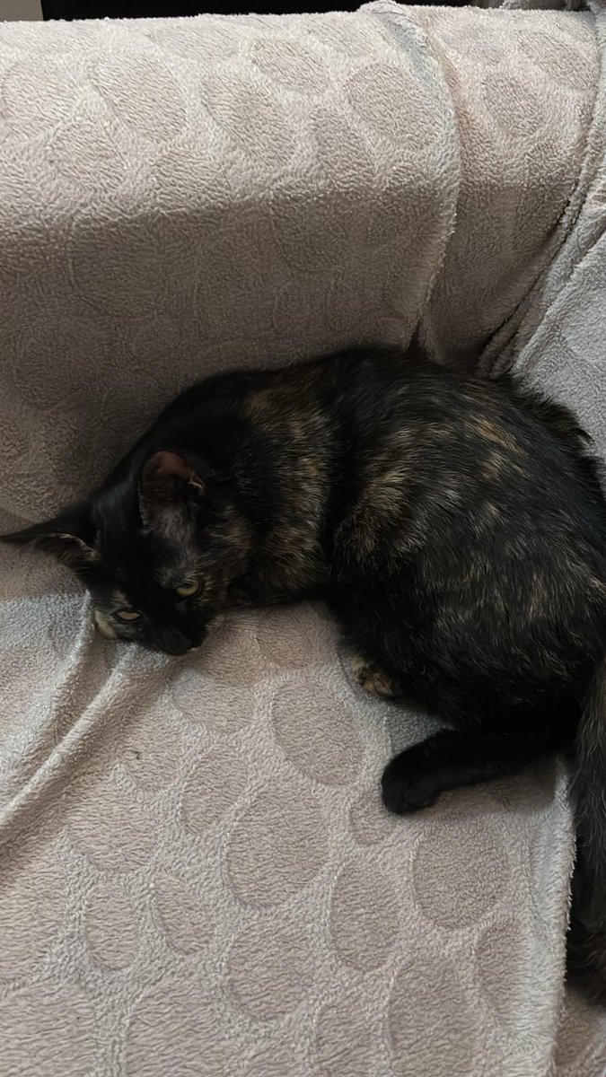 Torti'yi hatırlarsınız, sahiplendirmiştik. Fakat sahiplenen kişi ilgilenmiyoruz artık diye istemiyor onu:( Eve alıştı, 1 aydır evde sokakta yapamaz artık, lütfen bir yuva bulalım ona lütfen:(