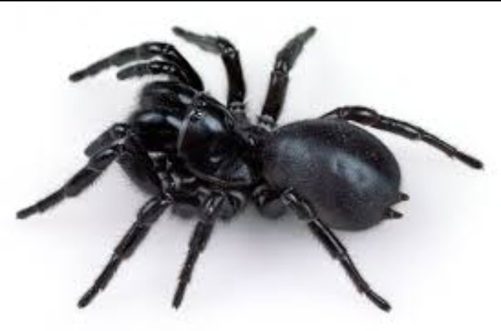 Ayobamijiiii's tweet photo. 🇦🇺 Australia is home to over 200 languages spoken across communities. From Aboriginal tongues to modern speech, it’s a vibrant cultural mosaic. And yes, some fascinating creatures, like spiders 🕷️, also share this incredible land! https://t.co/sb8w9VoJxE