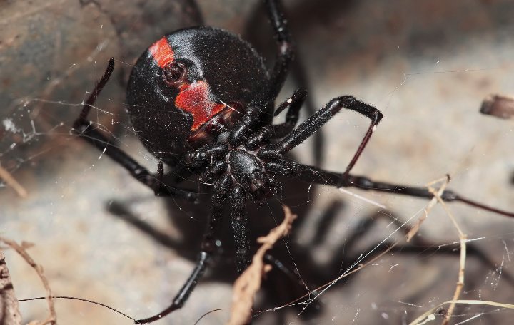 Ayobamijiiii's tweet photo. 🇦🇺 Australia is home to over 200 languages spoken across communities. From Aboriginal tongues to modern speech, it’s a vibrant cultural mosaic. And yes, some fascinating creatures, like spiders 🕷️, also share this incredible land! https://t.co/sb8w9VoJxE