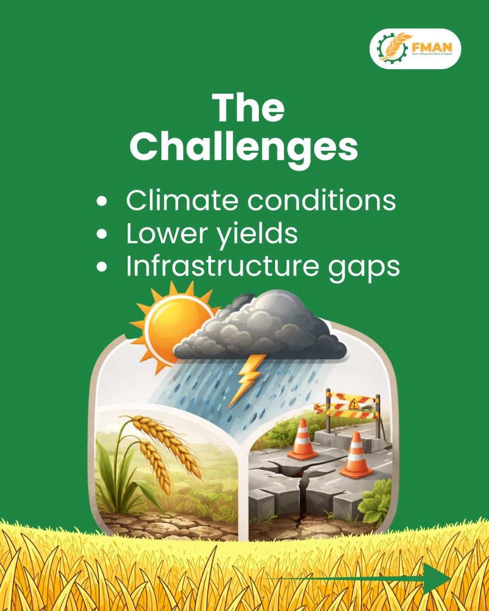 fmanng_'s tweet photo. Nigeria’s wheat story is changing 🌾🇳🇬
From farm to mill, local wheat development is gaining momentum, creating jobs, strengthening food security, and reducing pressure on FX. The future of wheat is not just imported. It’s homegrown

#FMAN #LocalWheat #FoodSecurity https://t.co/Y2N25pH0eX