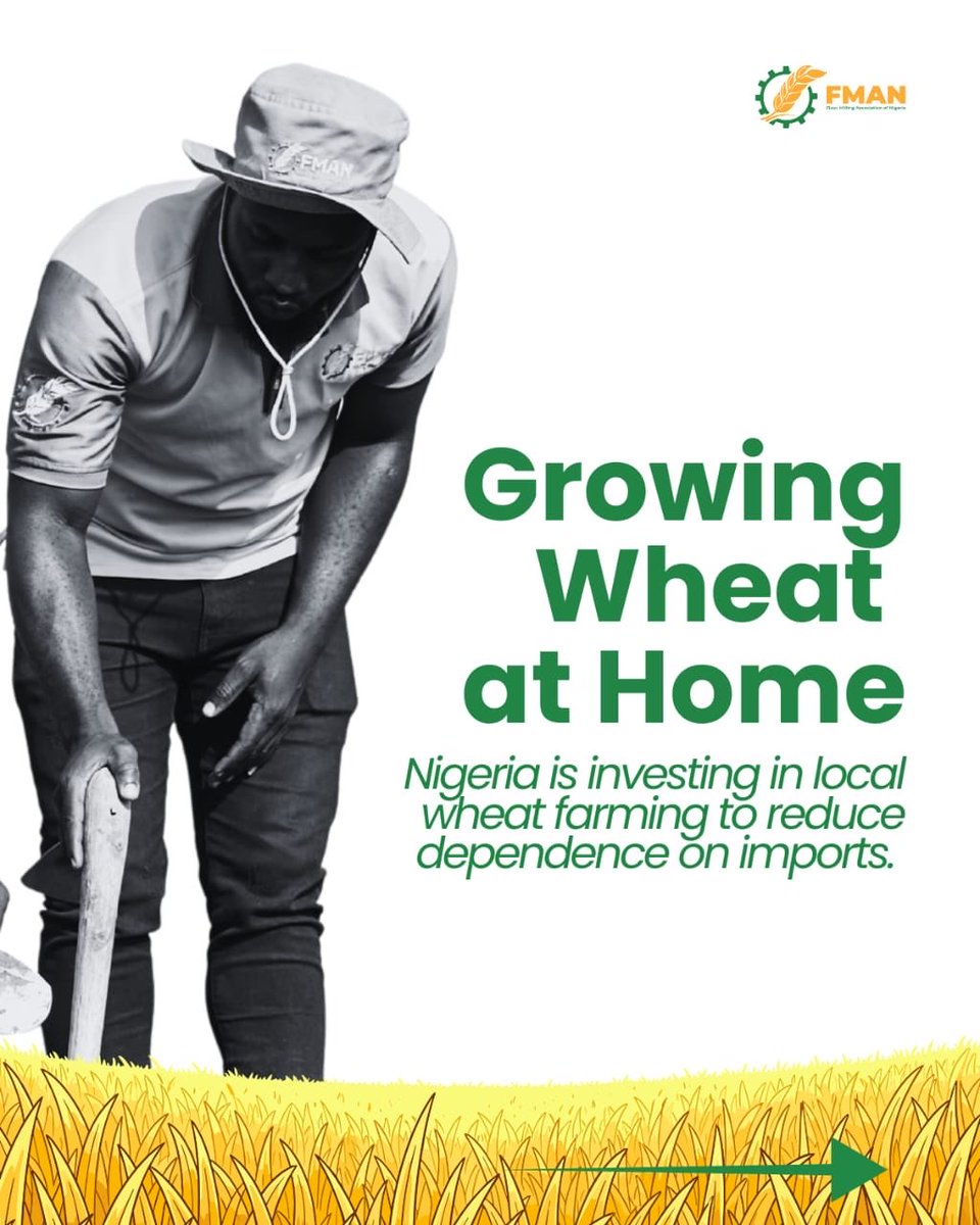 fmanng_'s tweet photo. Nigeria’s wheat story is changing 🌾🇳🇬
From farm to mill, local wheat development is gaining momentum, creating jobs, strengthening food security, and reducing pressure on FX. The future of wheat is not just imported. It’s homegrown

#FMAN #LocalWheat #FoodSecurity https://t.co/Y2N25pH0eX