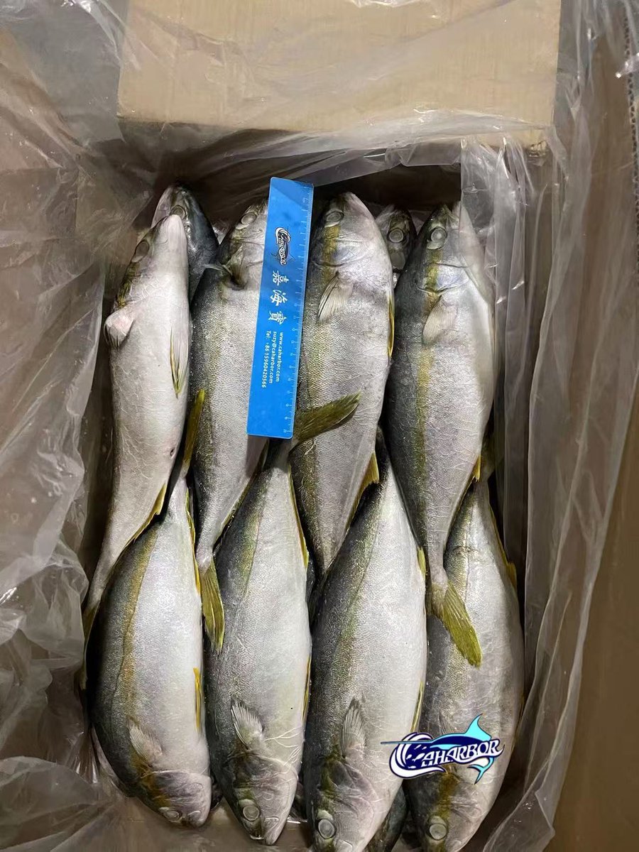 CCaharbor's tweet photo. ✅ Frozen Yellow Tail
-Size:  500-700,etc
🥂Welcome to inquire
-Email: sales03@caharbor.com
-WhatsApp/Wechat: +86 17350998197
#seafoodsupplier #frozenseafood #seafoodfactory #frozenfish #yellowtail #amberjack #seriolaquinqueradiata https://t.co/ePGL1odrPD