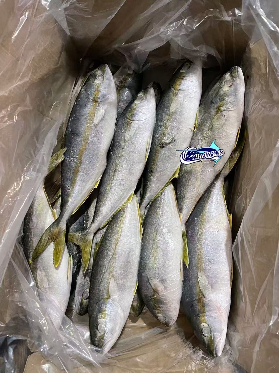 CCaharbor's tweet photo. ✅ Frozen Yellow Tail
-Size:  500-700,etc
🥂Welcome to inquire
-Email: sales03@caharbor.com
-WhatsApp/Wechat: +86 17350998197
#seafoodsupplier #frozenseafood #seafoodfactory #frozenfish #yellowtail #amberjack #seriolaquinqueradiata https://t.co/ePGL1odrPD