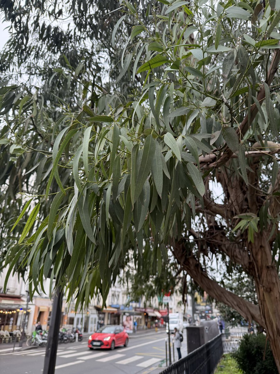 I spotted this lovely Tasmanian blue gum (eucalyptus globulus) on Rue du Faubourg Saint-Antoine. Picked a little leaf and rubbed it through my hands and was back home instantly.