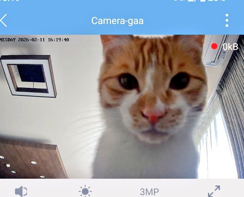 もうすぐ帰るからね〜🐸