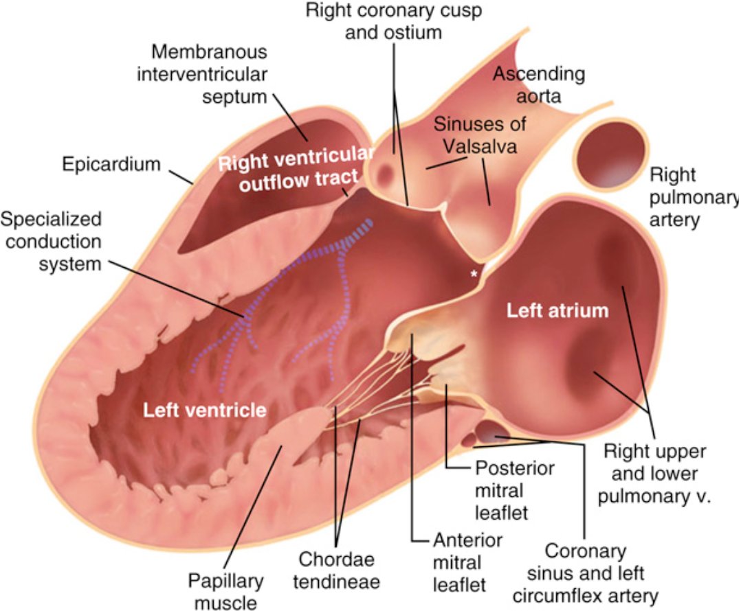 TrackYourHeart's tweet photo. Cardiac anatomy in the long-axis view. https://t.co/ZzBppuYcU2