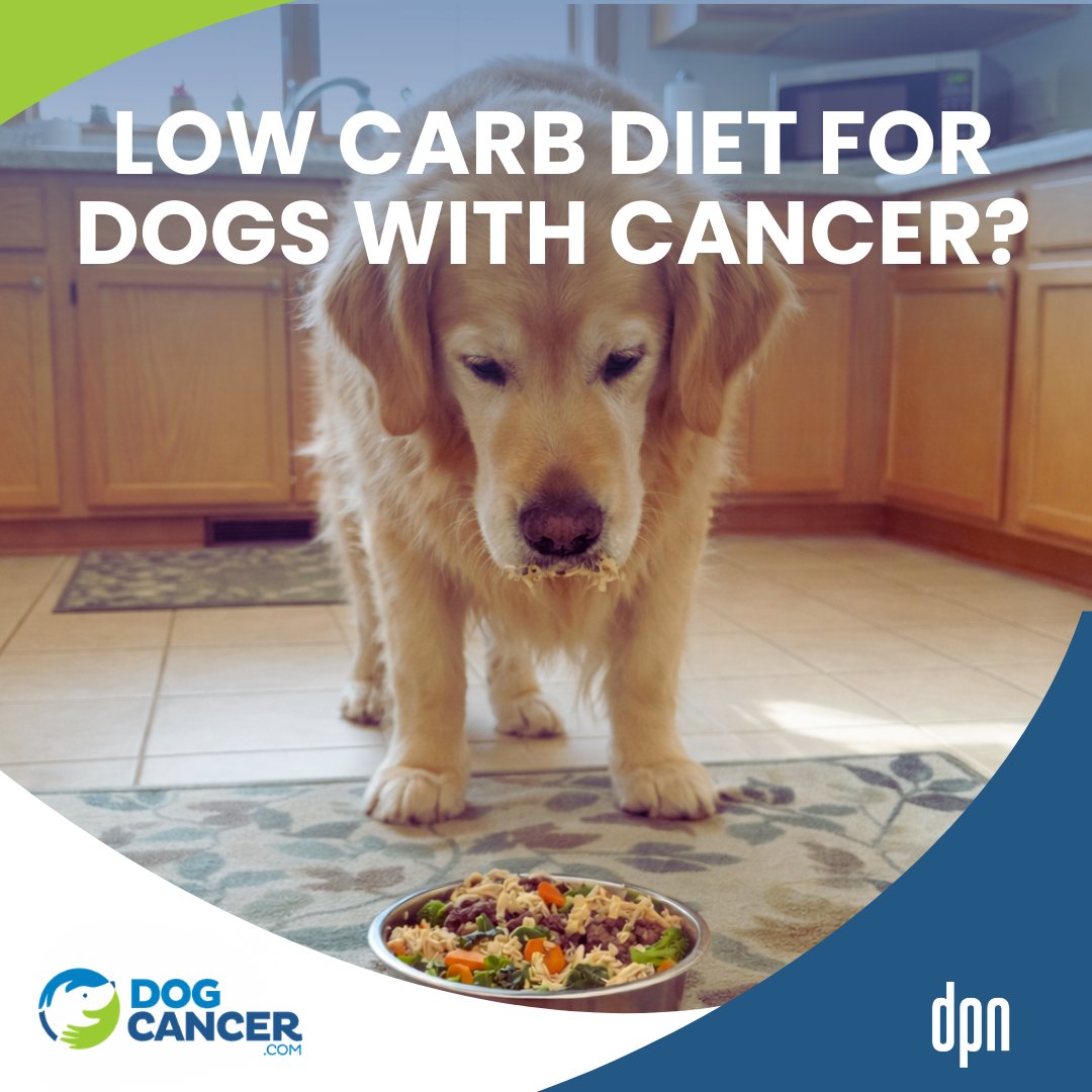 Dog Cancer Help tweet media