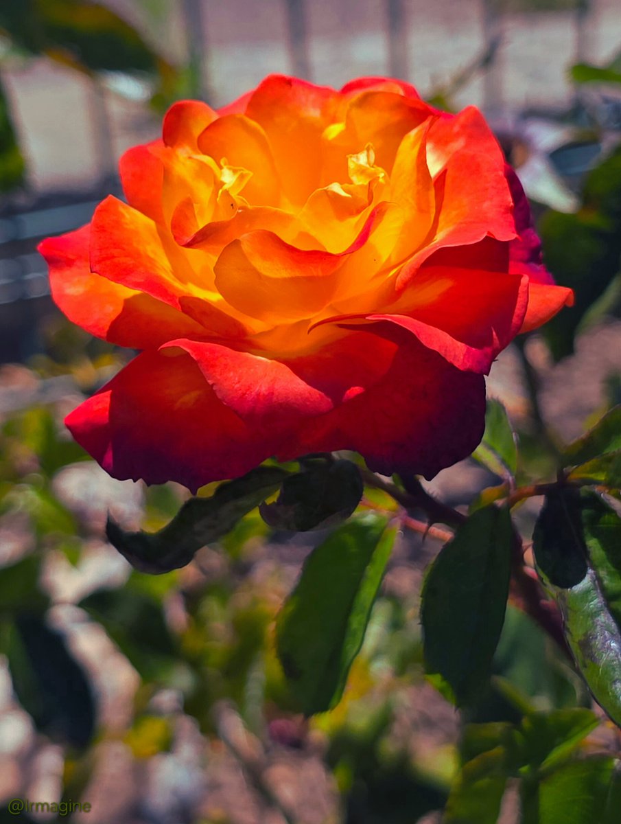 Rose Photos Brighten #RoseWednesday Feeds