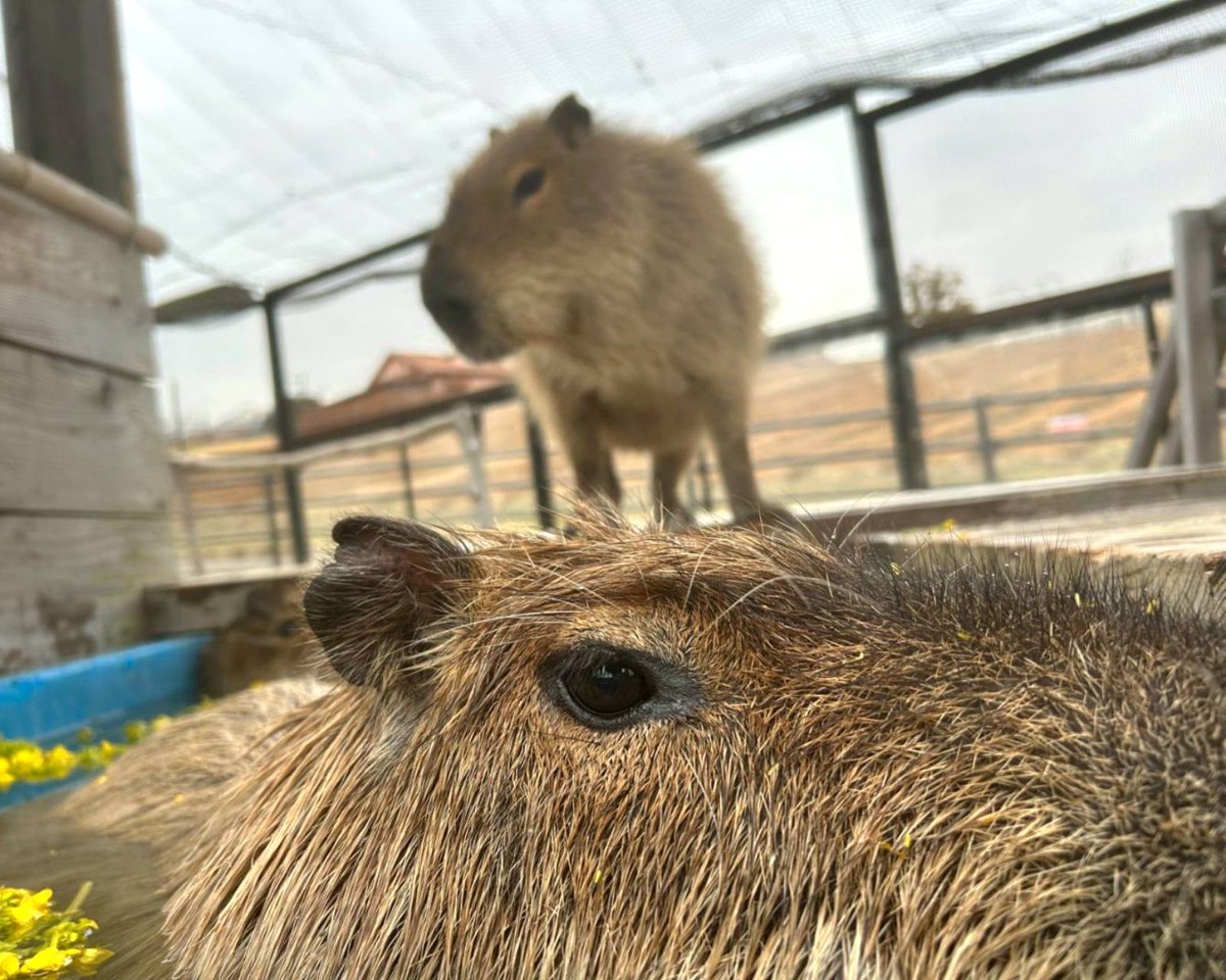 けろけろ (@capyanimal) / Posts / X