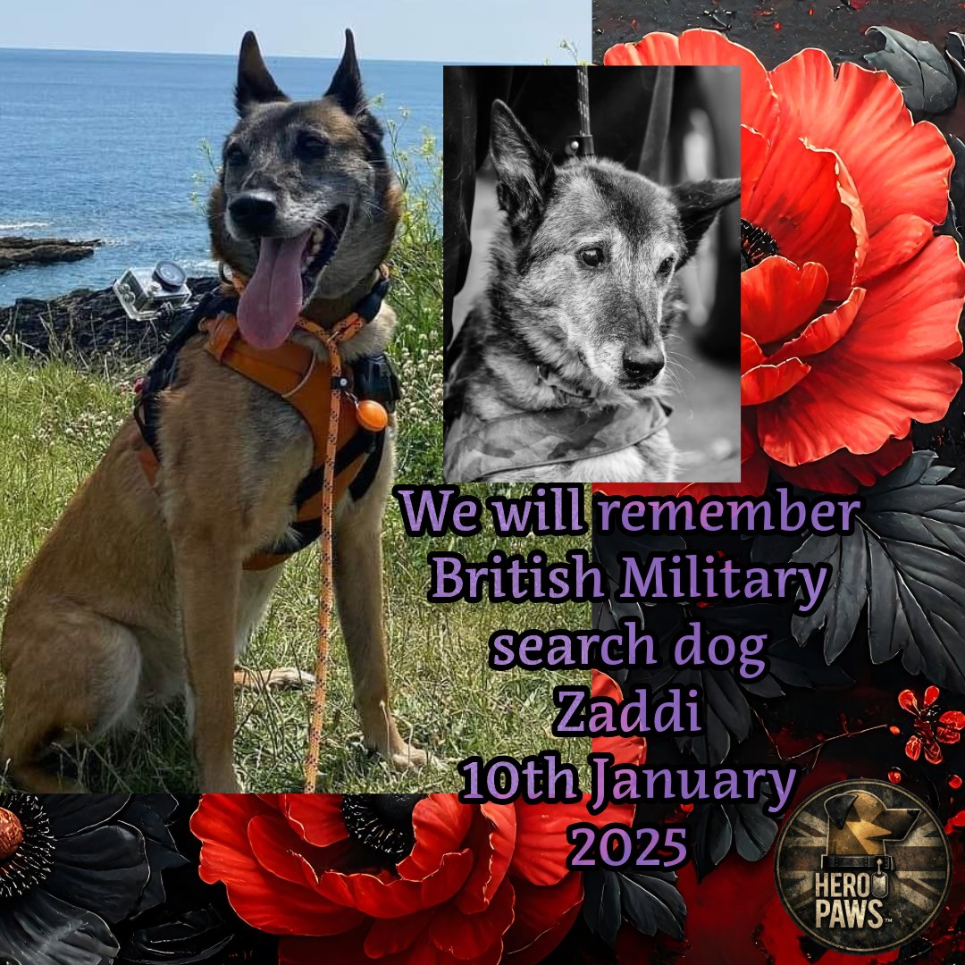 HERO PAWS tweet media