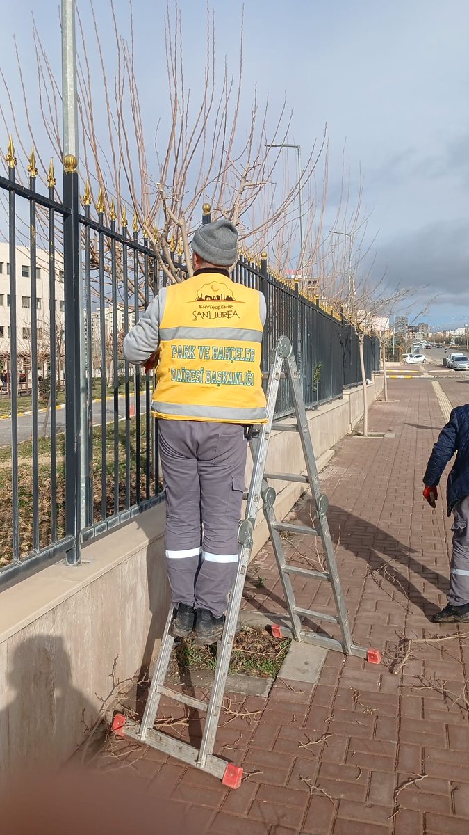 📍E.Cenap Gülpınar Bulvarı ❤️

Park ve Bahçeler Dairesi  Başkanlığına bağlı ekiplerimiz;👷🚧👷

 Ağaç budama çalışmalarını hız kesmeden sürdürmektedir.🌲

#YeşilŞehirŞanlıurfa 

<a href="/sanliurfabld/">Şanlıurfa Büyükşehir 🇹🇷</a> 
<a href="/halilaldeniz_/">Halil Aldeniz</a> 
<a href="/Tuba_Yaygin/">Tuba Yaygın</a> 
<a href="/sukrukaracads/">şükrü karaca</a>