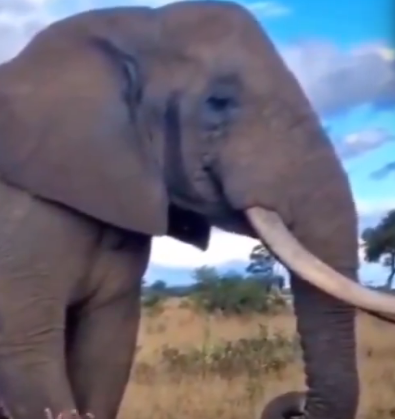 cult.icon tweet media