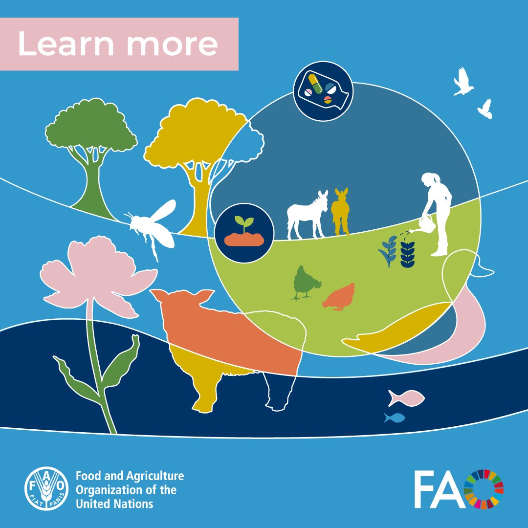 FAOLivestock's tweet photo. Through 62+ livestock-focused AMR projects in 70+ countries, @FAO strengthens capacities to fight #AntimicrobialResistance and build sustainable, resilient livestock systems worldwide.

Find out more about FAO’s work on #AMR under the 2021-25 Action Plan👉 https://t.co/jN2Bjt8pgS https://t.co/ugyXCusSQl
