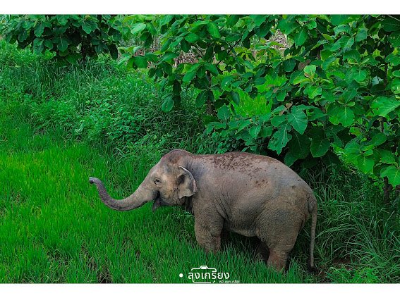 ที่ไหนมีช้าง แสดงว่าที่นั่นเป็นป่าเป็นบ้านของเขา คนเราเองที่ไปรุกรานบ้านเขา ต้องออกมาให้หมด ถ้าอยู่ร่วมกับเขาแบบสงยไม่ได้  ส่วนใหญ่ชาวบ้านเขาอยู่กับเขาได้แบบสงบ เข้าใจวิถี  #สีดอหูพับ