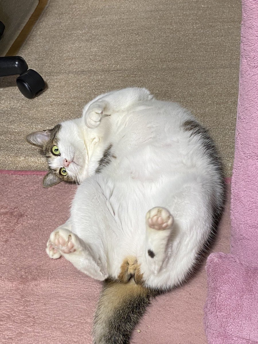 お誘いボディ。